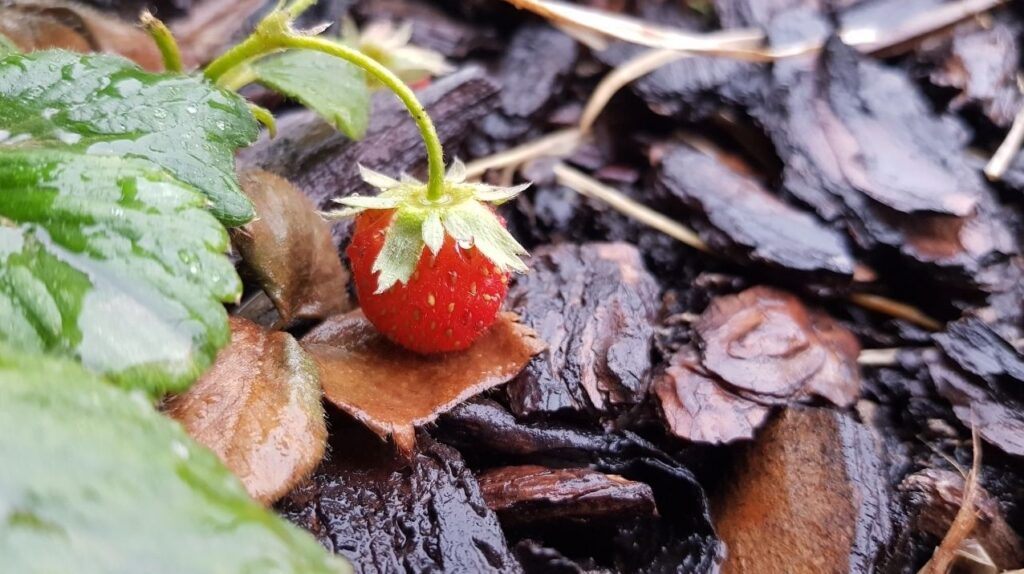 Coltivare fragole sul balcone e nell'orto