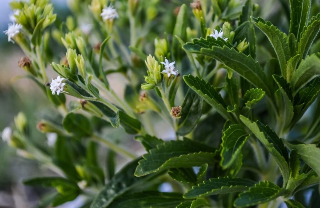 Come coltivare la Stevia rebaudiana
