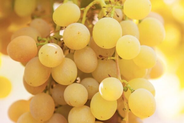 L'uva Grillo: il regalo del barone Mendola alla terra di Sicilia