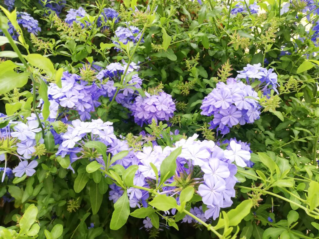 Come avere un plumbago sempre super fiorito: trucchi e consigli geniali