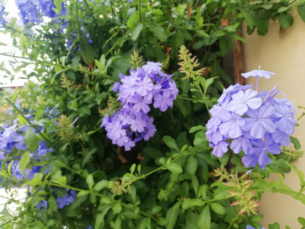 Come avere un plumbago sempre super fiorito: trucchi e consigli geniali