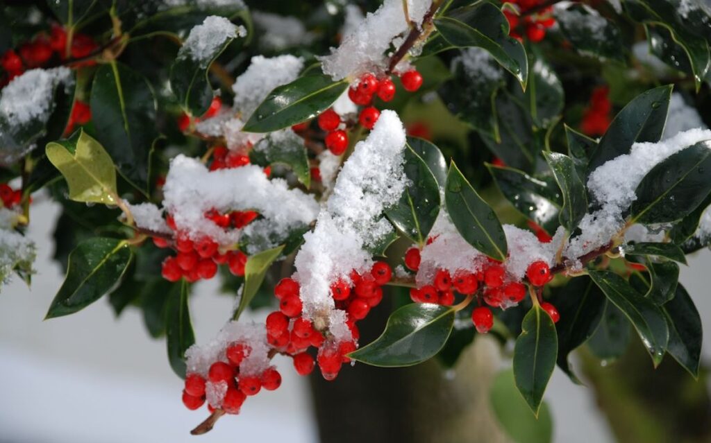 agrifoglio neve