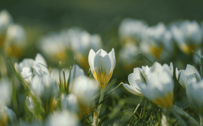 Oroscopo di Primavera 2026 – Il tempo dei nuovi inizi