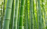 Le foreste di bambù gigante