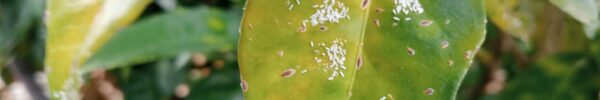 Degustazioni geniali – I sommelier CorraValli alle prese con l\’Etna Bianco DOC di Cottanera