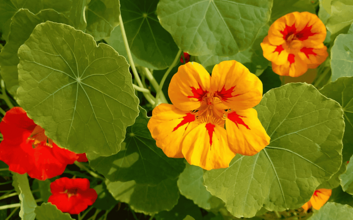 Primavera nell’orto: 5 idee per partire col piede giusto