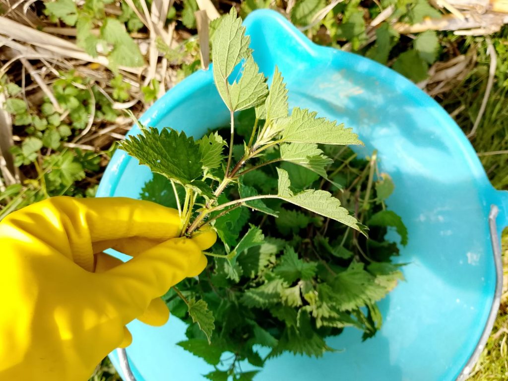 Primavera nell’orto: 5 idee per partire col piede giusto