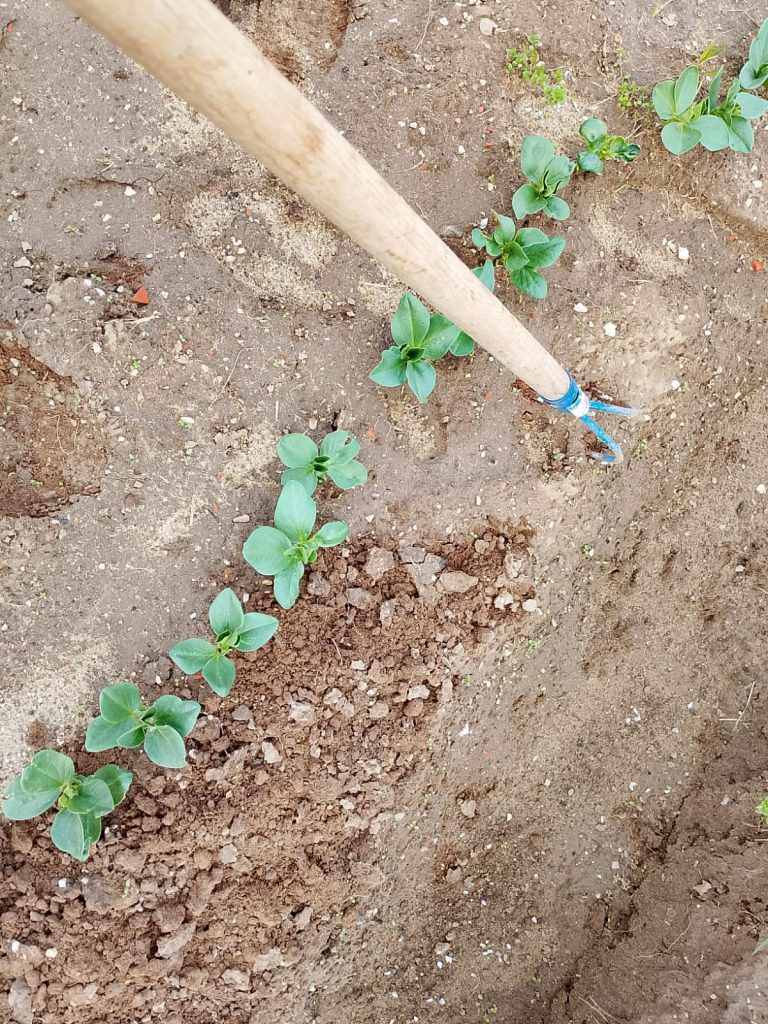 Primavera nell’orto: 5 idee per partire col piede giusto